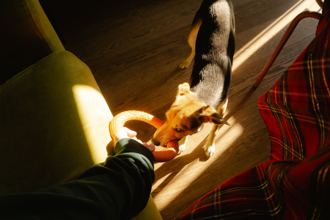 Enhancing Pet Well-Being: Effective Indoor Activities for Mental Stimulation and Happiness